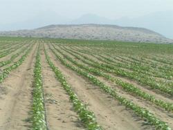 Medium_concentración de tierras en la costa peruana